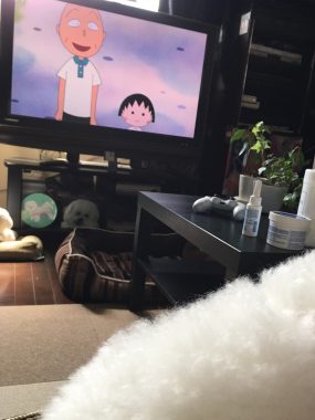 ビションフリーゼ　おもち  モコナちゃんママに教わったお団子 20C05B75-E4DE-4BDE-99FC-18ADB689A2AD-285x380