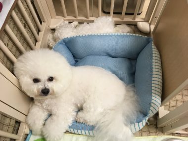 ビションフリーゼ　おもち  モコナちゃんママに教わったお団子 27D8C898-E63A-478E-8F17-F6E57B027DC8-380x285