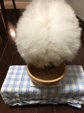 ビションフリーゼ　おもち  モコナちゃんママに教わったお団子 34A2E83D-71A2-47A5-9FFA-0D9C6D1AB157-e1535463829581-285x380