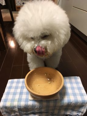 ビションフリーゼ　おもち  モコナちゃんママに教わったお団子 3541EC0E-3CAC-482A-BD6A-3B7814E904F6-e1535463880623-285x380