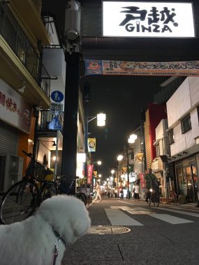 ビションフリーゼ　おもち  ぷりっぷりの黒いタラコ唇? 373A520A-AB6F-4AFD-9740-85C9EEBBF130-285x380