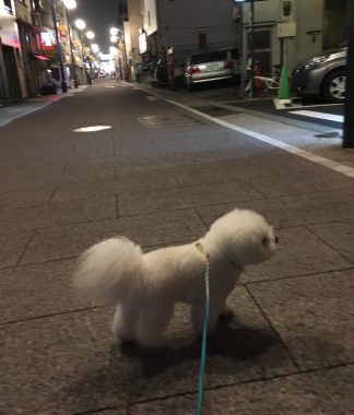 ビションフリーゼ　おもち  ぷりっぷりの黒いタラコ唇? 3F48D72C-7227-4BA0-AE57-A4ACAB28F228-324x380