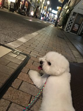ビションフリーゼ　おもち  ぷりっぷりの黒いタラコ唇? 427A46A3-86B6-4D3D-9247-42FD079091F3-e1535557679674-285x380