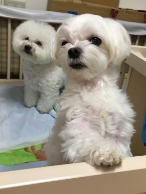 ビションフリーゼ　おもち  モコナちゃんママに教わったお団子 5C5E5F81-3046-42CC-9955-C507311C6D44-285x380
