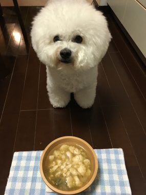 ビションフリーゼ　おもち  モコナちゃんママに教わったお団子 96D3AA04-6FF3-46C8-9AD5-8853A77C8660-e1535463779126-285x380