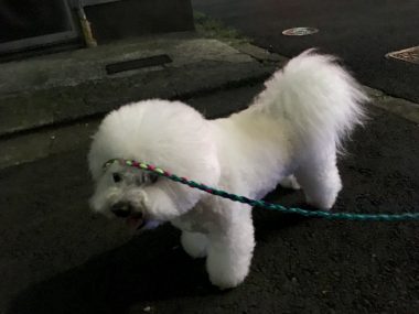 ビションフリーゼ　おもち  ぷりっぷりの黒いタラコ唇? AB3928F5-0BDE-4644-B077-DBCCDE3798FB-380x285