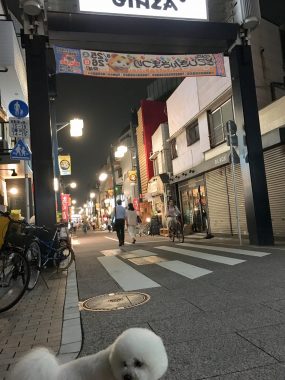 ビションフリーゼ　おもち  ぷりっぷりの黒いタラコ唇? C52B628F-E26E-435E-94CE-6D902472A46D-285x380