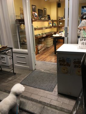 ビションフリーゼ　おもち  ぷりっぷりの黒いタラコ唇? DD30D925-2C83-4DFA-946C-71C4FE1D483D-e1535557724891-285x380