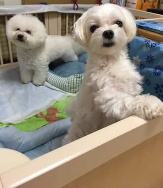 ビションフリーゼ　おもち  モコナちゃんママに教わったお団子 F3764B25-DB53-49D0-A845-8F343104005C-329x380