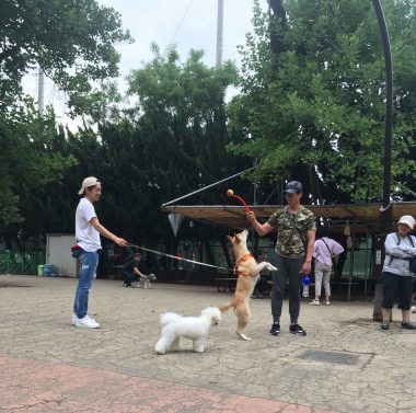ビションフリーゼ　おもち  おもちふくらむドッグラン 884A00A5-1312-4308-BD36-962BD16970E6-380x377