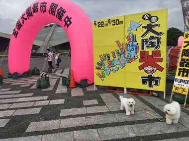 ビションフリーゼ　おもち  おもちふくらむドッグラン 8CA099E6-4202-4E82-9EC1-1E5827A88CF9-380x285