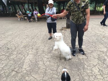ビションフリーゼ　おもち  おもちふくらむドッグラン B3B02E4A-107A-4CA4-A9E8-5F6C477E3EFF-380x285