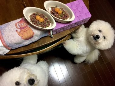 ビションフリーゼ　おもち  おもちふくらむ今日の事 31F59577-2E83-4308-B331-8C3373E17039-380x285