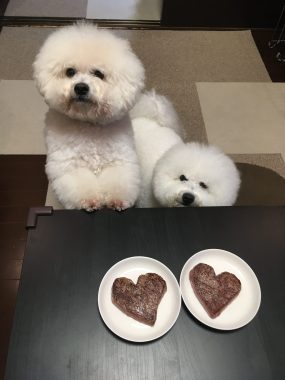 ビションフリーゼ　おもち  今年もバレンタインいちぼ飯♡ 276942AF-41EF-45DE-A02C-E310EB7C4667-scaled-e1581686728810-285x380