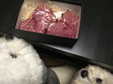ビションフリーゼ　おもち  今年もバレンタインいちぼ飯♡ 3FDC1B78-C057-49AF-94E1-9DF4362E0D5E-380x285