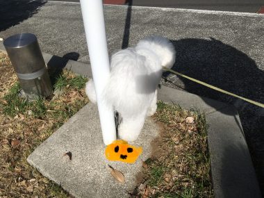 ビションフリーゼ　おもち  おも(   ˙ᵕ˙   )白い恋人♡ありがとうございました！ 5E260917-2266-4DF1-AF77-8AC4C7969027-380x285