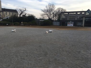 ビションフリーゼ　おもち  今年もバレンタインいちぼ飯♡ 7149A2A5-41BD-4741-AA21-10AFB7F0E0EF-380x285