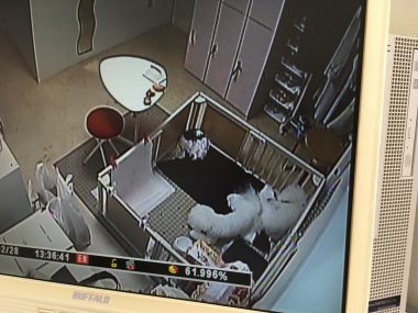 ビションフリーゼ　おもち  おも(   ˙ᵕ˙   )白い恋人♡ありがとうございました！ 71654054-DB95-46AA-AD7B-01A32FC1EDB9-380x285