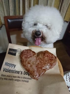 ビションフリーゼ　おもち  今年もバレンタインいちぼ飯♡ 997F96D1-F1FD-48C0-AE60-E0F15ED43406-285x380