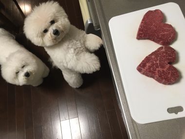 ビションフリーゼ　おもち  今年もバレンタインいちぼ飯♡ D01944A0-C279-4851-B72A-1C663BA590FA-380x285
