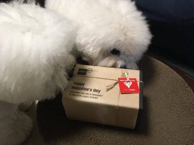 ビションフリーゼ　おもち  今年もバレンタインいちぼ飯♡ D491E13A-9249-4BE7-8890-6CEF77595768-380x285
