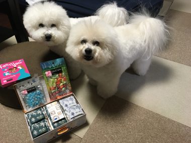 ビションフリーゼ　おもち  おも(   ˙ᵕ˙   )白い恋人♡ありがとうございました！ F7E00FE8-620A-4DC2-8202-EFC44733CDB4-380x285