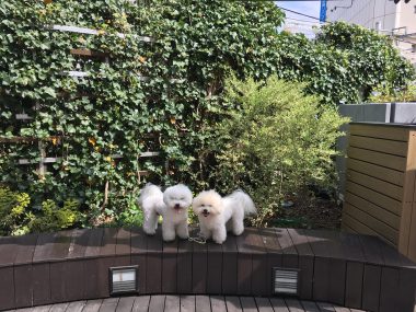 ビションフリーゼ　おもち  おもちとふくちゃんの関係と、おもふく散歩🐾彡 0C56F84E-449C-457D-A17D-B8101F8D9EBF-380x285