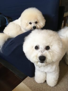 ビションフリーゼ　おもち  うちで踊ろうチャレンジ＼(^o^)／ 110DC00D-7BA9-4F30-9FF8-72524205AAA9-scaled-e1586876611259-285x380