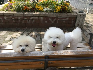 ビションフリーゼ　おもち  おもちとふくちゃんの関係と、おもふく散歩🐾彡 19233386-0F7B-4E71-B09B-3F12C980CE7B-380x285