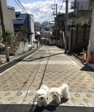 ビションフリーゼ　おもち  おもふく散歩🐾🐾彡彡 24B41D23-2B69-49EE-86B1-3921A482E2CA-320x380