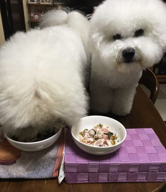 ビションフリーゼ　おもち  おもふく散歩🐾🐾彡彡 2969A428-B424-4772-96DE-A2660A1C8936-328x380