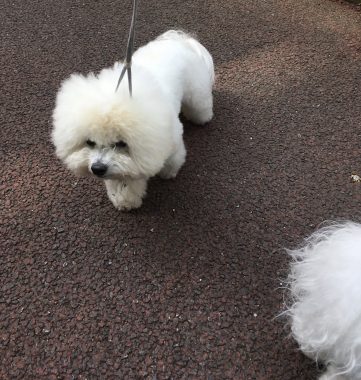 ビションフリーゼ　おもち  おもちとふくちゃんの関係と、おもふく散歩🐾彡 342735DA-EE2B-4F4E-812C-A7313B89EA74-361x380