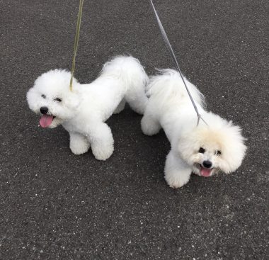 ビションフリーゼ　おもち  おもちとふくちゃんの関係と、おもふく散歩🐾彡 4746EA86-664B-4203-8C0A-9D4640DAE091-380x367