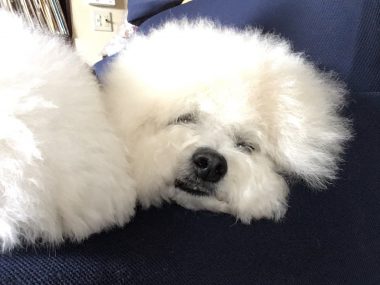 ビションフリーゼ　おもち  おもちとふくちゃんの関係と、おもふく散歩🐾彡 530D33F6-0480-46DD-895D-6306B98370FB-380x285