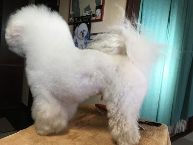 ビションフリーゼ　おもち  おもふく散歩🐾🐾彡彡 65D32BA7-2754-4024-97A5-A28371B990A5-380x285