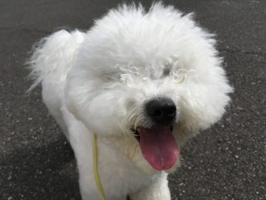 ビションフリーゼ　おもち  おもちとふくちゃんの関係と、おもふく散歩🐾彡 6864605C-E579-42E5-83B7-FDC418C98AE3-380x285
