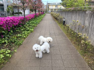 ビションフリーゼ　おもち  おもふく散歩🐾🐾彡彡 6CAC5B47-0DF8-4552-8FBB-0CDF185A26F1-380x285