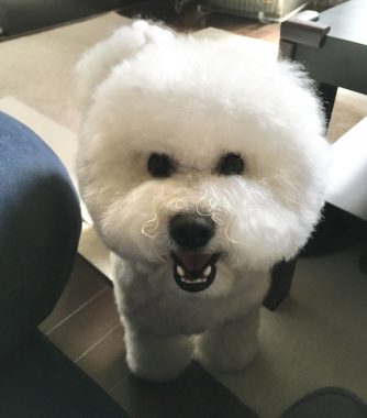 ビションフリーゼ　おもち  おもちとふくちゃんの関係と、おもふく散歩🐾彡 6E75E924-C0D1-4703-A766-B955727417CE-334x380