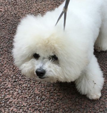 ビションフリーゼ　おもち  おもちとふくちゃんの関係と、おもふく散歩🐾彡 7A053DE8-CEAF-47AE-9BEE-8B763CCDBB3E-359x380