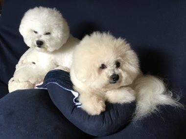 ビションフリーゼ　おもち  おもちとふくちゃんの関係と、おもふく散歩🐾彡 9CCFF7ED-F433-4E18-946F-CEE529F1F0FF-380x285
