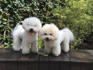 ビションフリーゼ　おもち  おもちとふくちゃんの関係と、おもふく散歩🐾彡 B8E7CDFF-3DB8-4633-B024-E286184FE87F-380x285