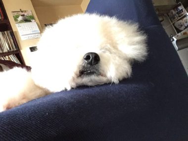 ビションフリーゼ　おもち  おもちとふくちゃんの関係と、おもふく散歩🐾彡 BA979333-DC62-4738-A204-05096BF815EE-e1587530961517-380x285