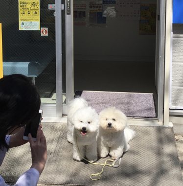 ビションフリーゼ　おもち  おもふく散歩🐾🐾彡彡 BEE25935-3CA9-4090-899D-EC59E3A2D56E-374x380