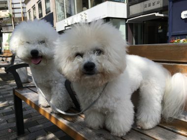 ビションフリーゼ　おもち  おもちとふくちゃんの関係と、おもふく散歩🐾彡 C8B12D0D-B660-4E89-8003-2D931DE464D5-380x285
