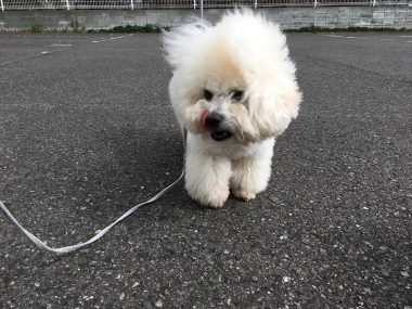ビションフリーゼ　おもち  おもちとふくちゃんの関係と、おもふく散歩🐾彡 DA59A35C-613F-4F94-80C1-2C578124D8ED-380x285