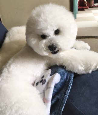 ビションフリーゼ　おもち  おもちとふくちゃんの関係と、おもふく散歩🐾彡 E0F4F313-46DD-4D9B-A3E1-8F7DA4B14E3D-324x380