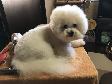 ビションフリーゼ　おもち  おもふく散歩🐾🐾彡彡 EB19CF9B-6650-4122-95F9-9AC07DB37121-380x285