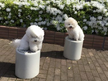 ビションフリーゼ　おもち  おもふく住宅街おじ散歩🐾🐾彡 FE522241-6175-4AFE-8AF7-4423D8E1067F-380x285