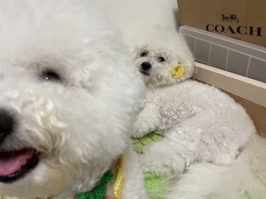 ビションフリーゼ　おもち  パイナップル男子🍍 513A7E5E-F58E-4270-9FE9-0FE408BB5D22-380x285