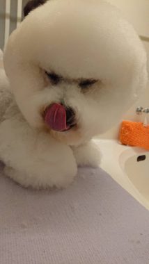 ビションフリーゼ　おもち  げんちゃん！トリミング写真☆ 058F2157-B997-48F2-8134-B5834D808AB5-214x380